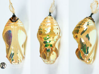 Euploea core godartii