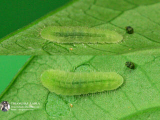 Heliophorus ila nolus