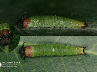 Polyura delphis delphis
