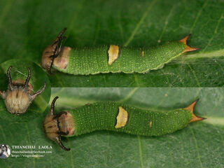 Polyura delphis delphis