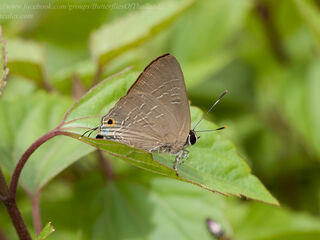 Deudorix staudingeri
