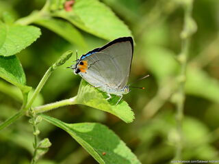 Ancema blanka blanka