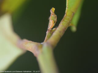 Dacalana burmana burmana