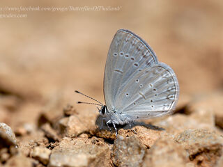 Bothrinia chennellii celastroides