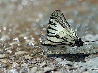 Graphium mandarinus kimurai