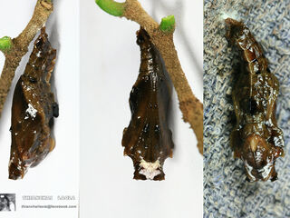 Lebadea martha martha