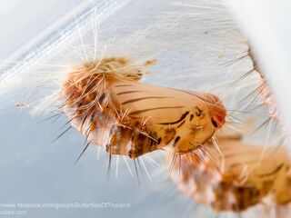 Simiskina phalia potina