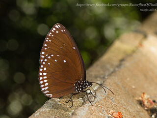 Euploea klugii erichsonii