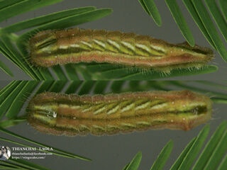 Surendra quercetorum quercetorum