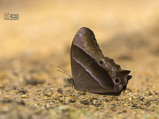 Lethe vindhya vindhya