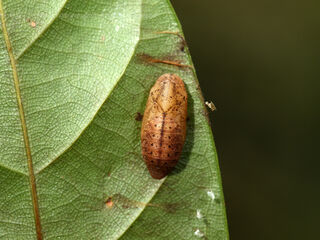 Arhopala eumolphus eumolphus