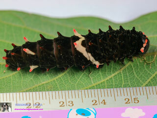 Losaria doubledayi doubledayi