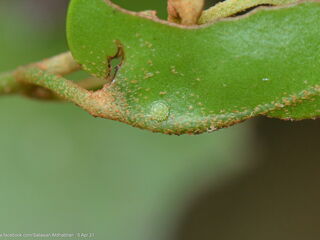 Tajuria mantra mantra