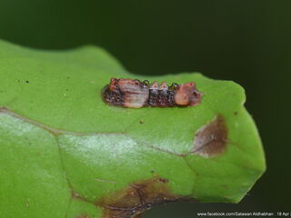 Tajuria mantra mantra