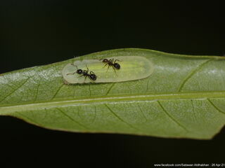 Arhopala eumolphus maxwelli