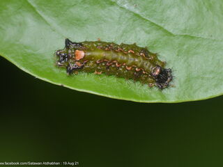 Semanga superba deliciosa