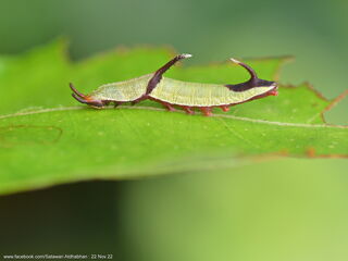 Cyrestis nivea nivalis