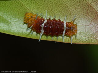 Thamala marciana marciana