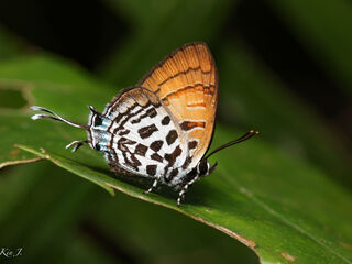 Drupadia niasica scudderii