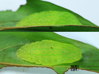 Zemeros flegyas allica