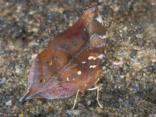 Doleschallia bisaltide siamensis