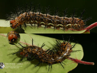 Phalanta phalantha phalantha