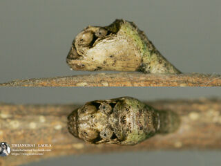 Drupadia ravindra boisduvalii