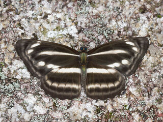 Neptis nashona aagaardi