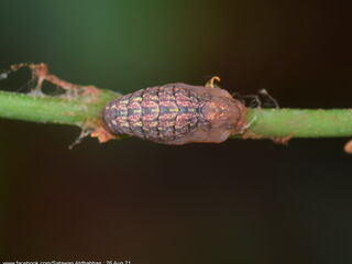 Charana mandarina splendida