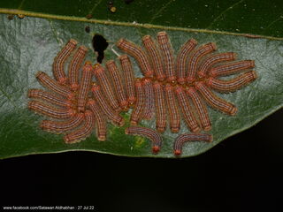 Poritia sumatrae sumatrae