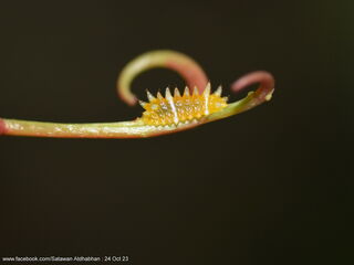 Thamala marciana marciana