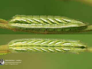 Surendra quercetorum quercetorum