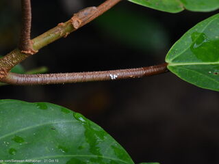 Semanga superba deliciosa
