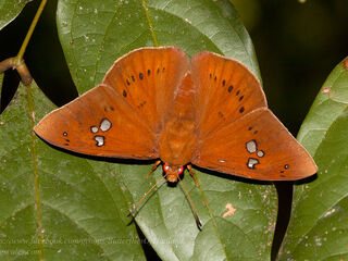 Capila phanaeus falta