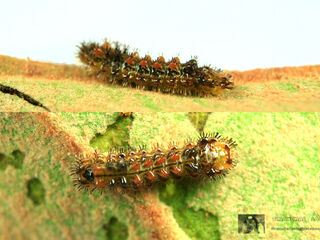 Rapala dieneces dieneces