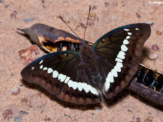 Euthalia teuta affinis