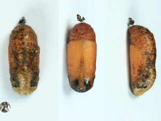 Sinthusa nasaka amba