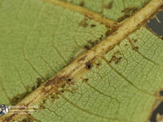 Semanga superba siamensis