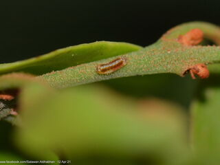 Tajuria mantra mantra