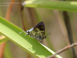 Drupadia scaeva melisa