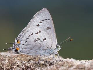 Ancema ctesia ctesia