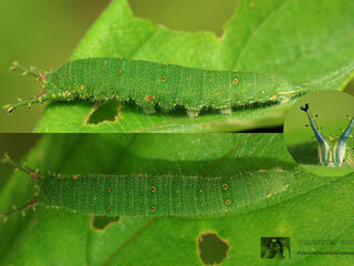 Euripus nyctelius nyctelius