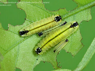 Flos apidanus ahamus