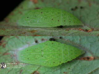 Abisara bifasciata angulata