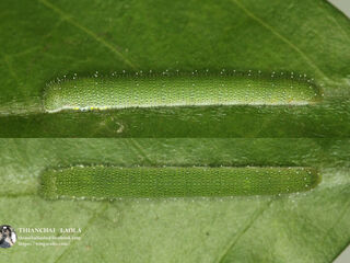 Hebomoia glaucippe glaucippe
