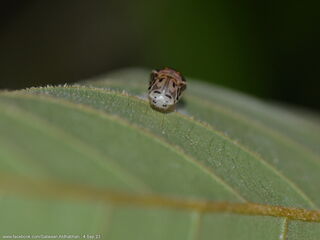 Poritia philota philota