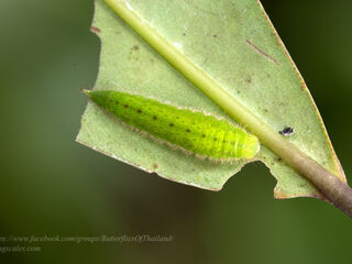 Dodona deodata deodata