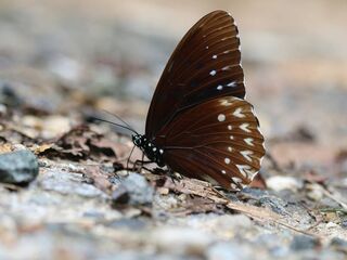 Penthema darlisa melema