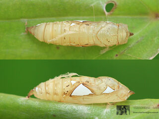 Tagiades litigiosa litigiosa