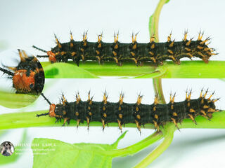 Hypolimnas bolina jacintha